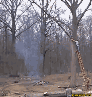 gif-with-a-story-tree-1460736.gif