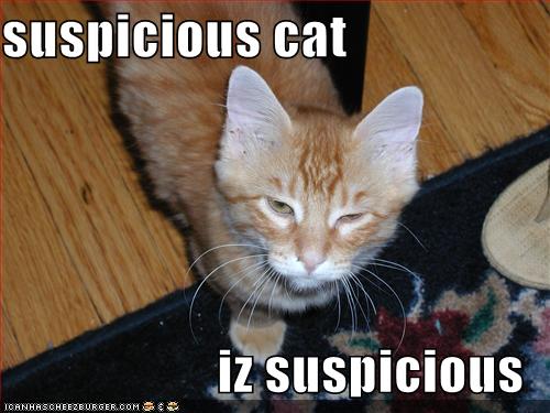 091114-suspicious-cat.jpg