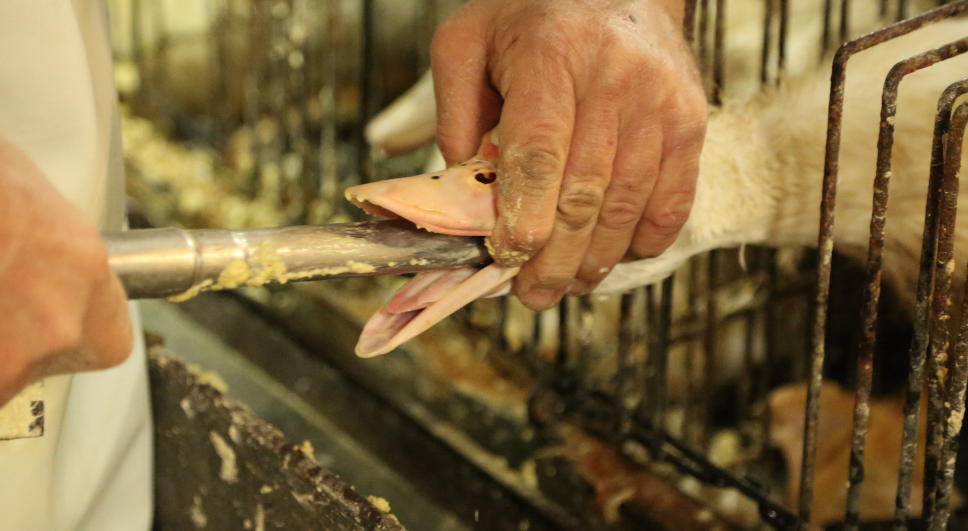 foie-gras-gavage.jpg