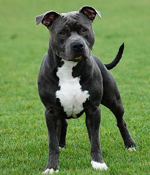 American-Staffordshire-Terrier.jpg