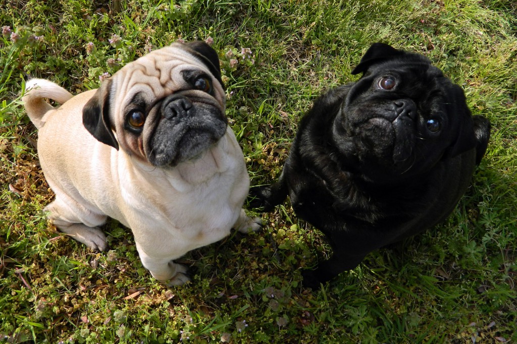 pug3-1024x682.jpg