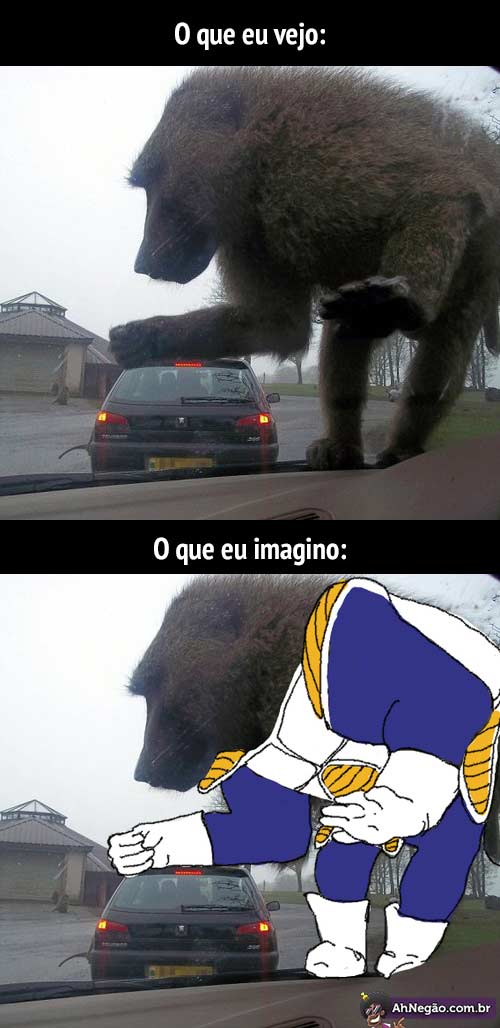 macaco.jpg