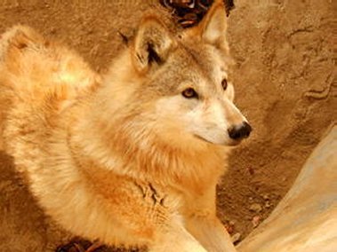 canis_lupus_chanco01.jpg