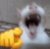 laughing-cat.gif