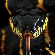 Black'NYellowSnake