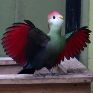 Turaco