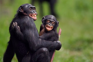 A vida sexual dos bonobos, os macacos 'feministas' - BBC News Brasil