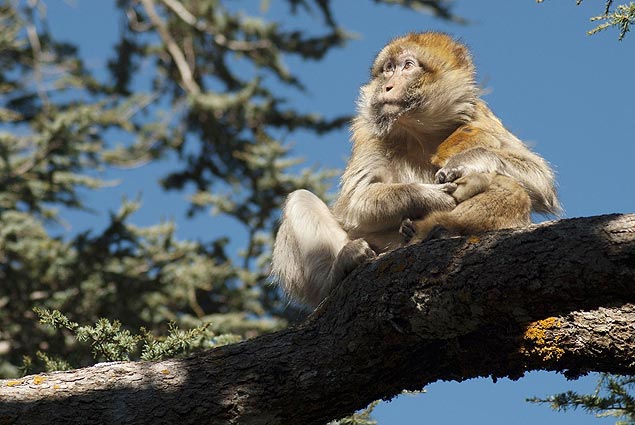 Com tecnologia própria, macacos entraram em sua 'Idade da Pedra', dizem  cientistas - BBC News Brasil