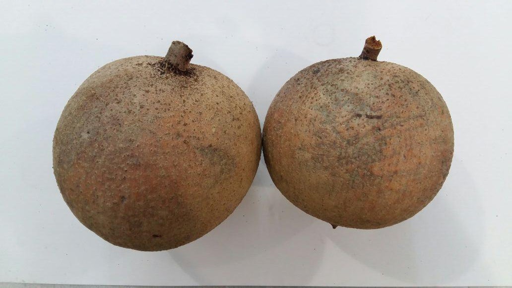 slowfoodbrasil.org.br