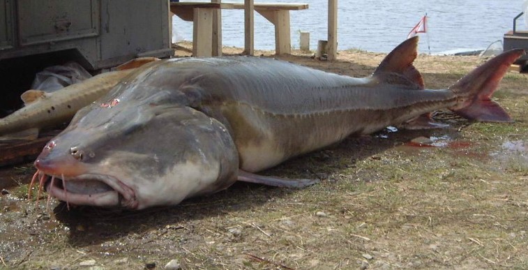 sturgeon+kaluga+biggest+fish+in+the+world+ever+caught+record+big+huge+fishes+massive+records+largest+IGFA+monster+fishing+ocean+sea+giant+images+lb+pound+pictures+poisson+china+russia.jpg