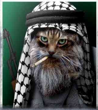 cat_terrorist.png