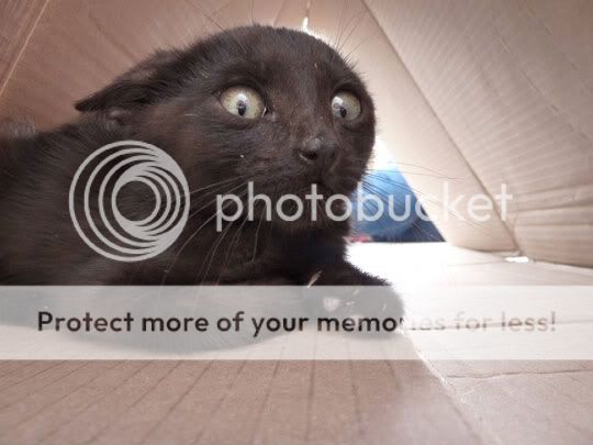 funny-black-cat-scared-face-big-eyes.jpg