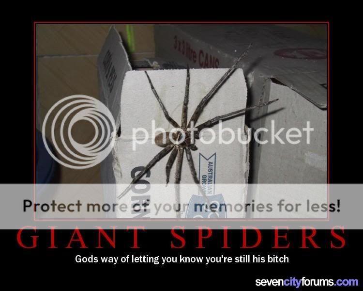 spiders.jpg