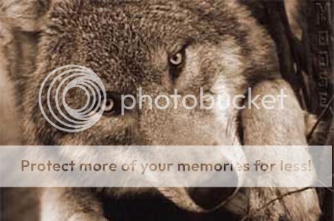 north-american-wolf-canis-species-s.jpg
