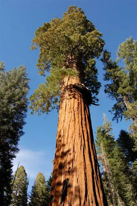 a-sequoia-gigante-pode-indicar-a-data-do-diluvio-6.jpg
