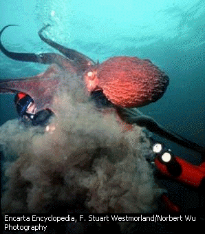 octopus3.gif