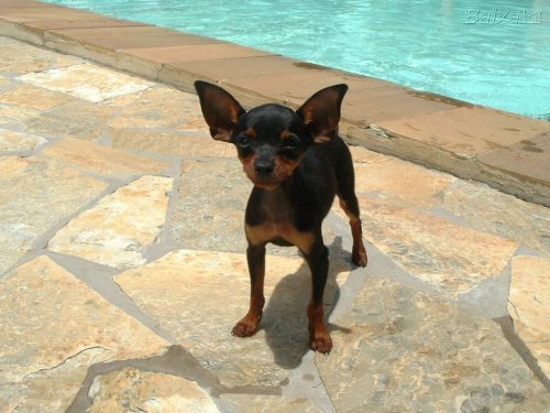 pinscher-miniatura-8-500x375.jpg