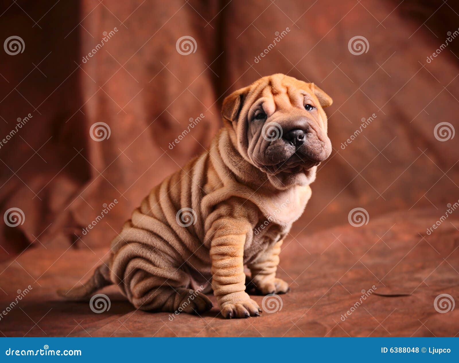 filhote-de-cachorro-bonito-do-sharpei-6388048.jpg