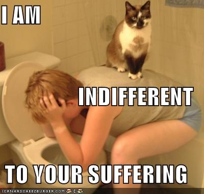 indifferent-cat.jpg