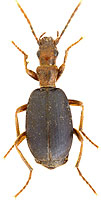 besouro-brachynus-crepitans.jpg