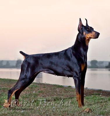 doberman-2014-10-09-0937.png