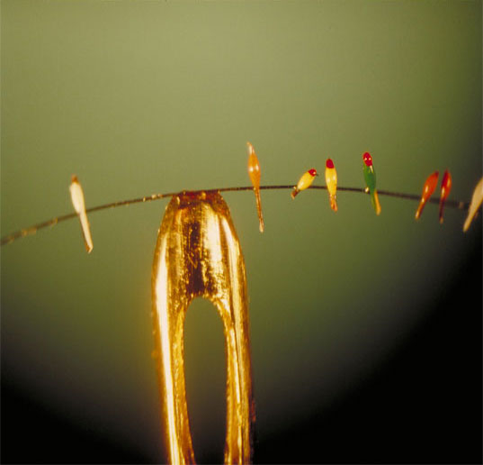 arte_microscopica_willard_wigan_02.jpg